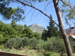 bol2008.jpg